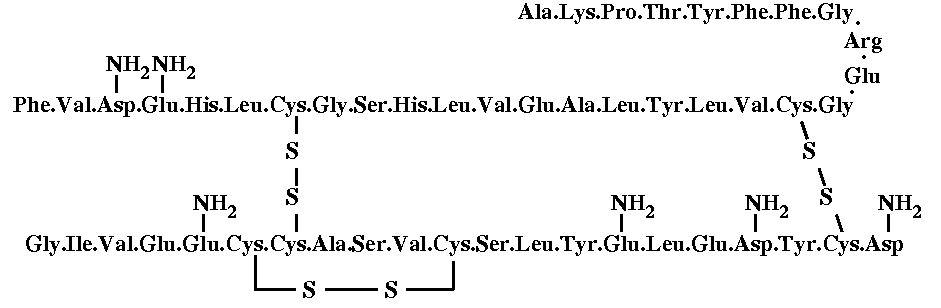 Insulin amino acid chain