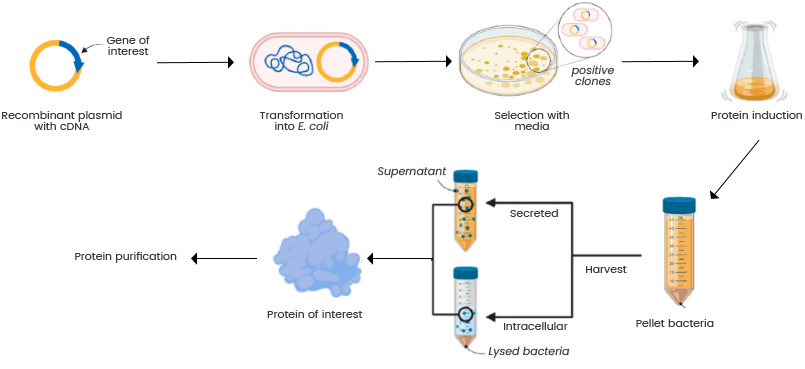 Recombinant expression
